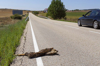Un corzo muerto en el arcén de una carretera de la provincia.