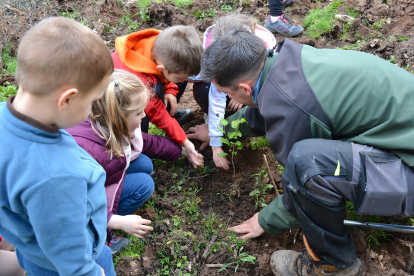 Los escolares durante la plantación de árboles en Covaleda.