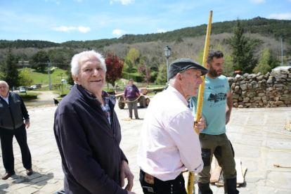 Salduero levanta su pino mayo de 2024, todo un símbolo de la comarca de Pinares.