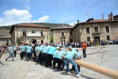 Salduero levanta su pino mayo de 2024, todo un símbolo de la comarca de Pinares.