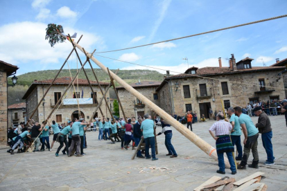 Salduero levanta su pino mayo de 2024, todo un símbolo de la comarca de Pinares.