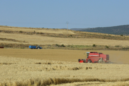 Máquina cosechando en la provincia.