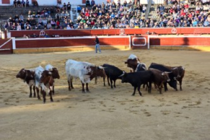 Mansos acompañando a los novillos del Viernes de Toros de San Juan 2024.