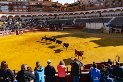 Numerosos sorianos madrugan para ver el Desencajonamiento de las reses del Viernes de Toros en la plaza.