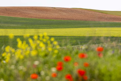 Campo de cereal en Soria.