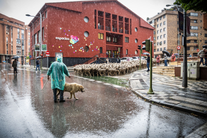 La lluvia ha acompañado a pastores y ovejas a su paso por la capital soriana