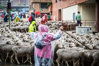 La lluvia ha acompañado a pastores y ovejas a su paso por la capital soriana