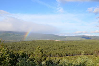 Masa forestal de los pinares de Covaleda.