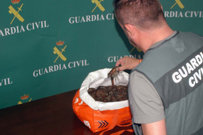 Agente viendo los cangrejos encontrados en la operación.