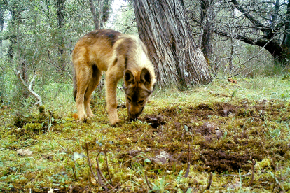 Lobo ibérico.