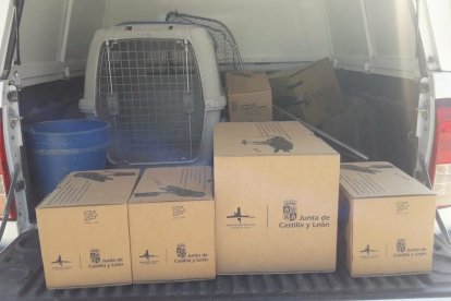 Los agentes medioambientales cuidaron hasta su recuperación a los animales