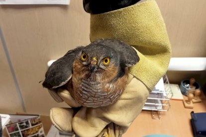 Los agentes medioambientales cuidaron hasta su recuperación a los animales