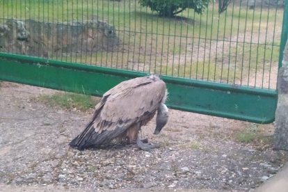 Los agentes medioambientales cuidaron hasta su recuperación a los animales