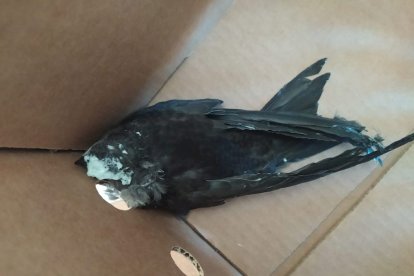 Los agentes medioambientales cuidaron hasta su recuperación a los animales