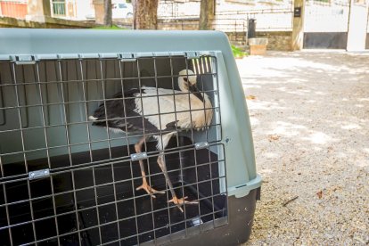 La cigueña fue cuidada y puesta en libertad