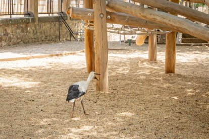 La cigueña había caido en el parque de La Arboleda