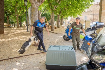 La cigueña había caido en el parque de La Arboleda
