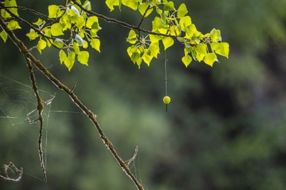 El operativo se desarrolla frente al peñón, junto a la fábrica de harinas