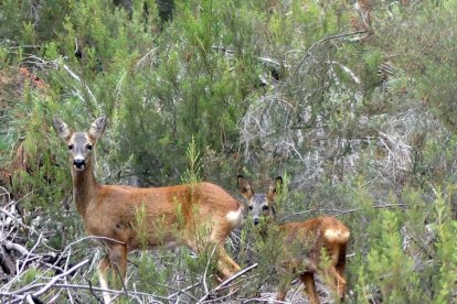 Un par de corzos en el monte.