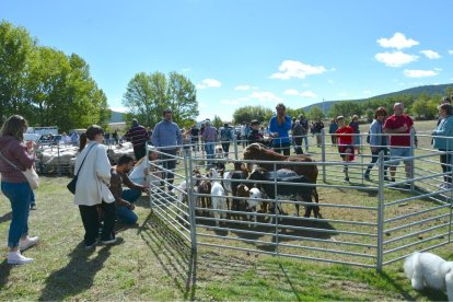 Vinuesa celebra una nueva edición de su Feria Ganadera para mostrar la fuerza del sector en la zona.