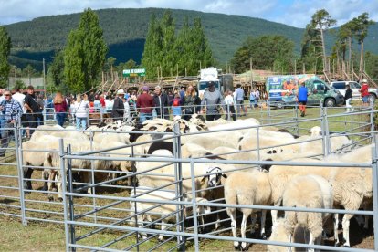 Vinuesa celebra una nueva edición de su Feria Ganadera para mostrar la fuerza del sector en la zona.