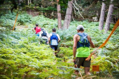 Los atletas cerraron este domingo el Mundial de Skyrunning de Soria con un recorrido de 37 kilómetros por algunos de los bosques más bellos de España.