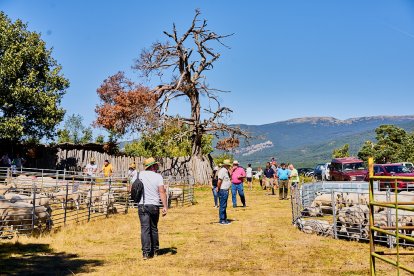 Covaleda celebra su feria ganadera de 2024.