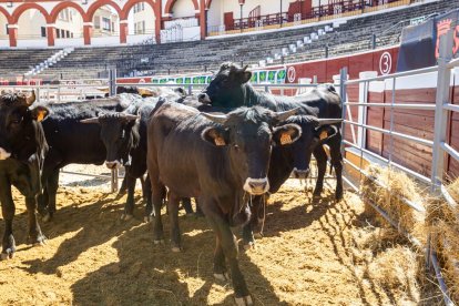 Buenos ejemplares en el coso de San Benito