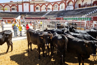 Buenos ejemplares en el coso de San Benito