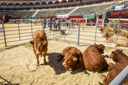 Buenos ejemplares en el coso de San Benito