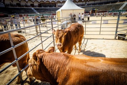 Buenos ejemplares en el coso de San Benito