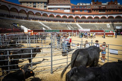 Buenos ejemplares en el coso de San Benito