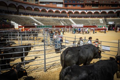 Buenos ejemplares en el coso de San Benito