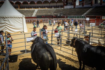 Buenos ejemplares en el coso de San Benito