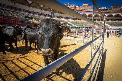 Buenos ejemplares en el coso de San Benito