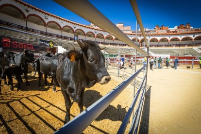 Buenos ejemplares en el coso de San Benito