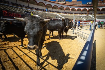 Buenos ejemplares en el coso de San Benito