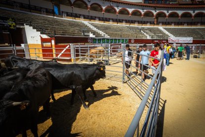 Buenos ejemplares en el coso de San Benito