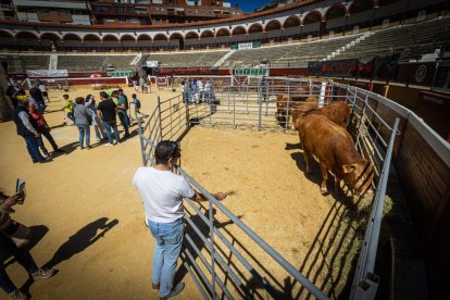 Buenos ejemplares en el coso de San Benito