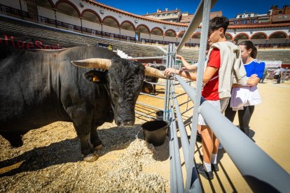 Buenos ejemplares en el coso de San Benito