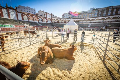 Buenos ejemplares en el coso de San Benito