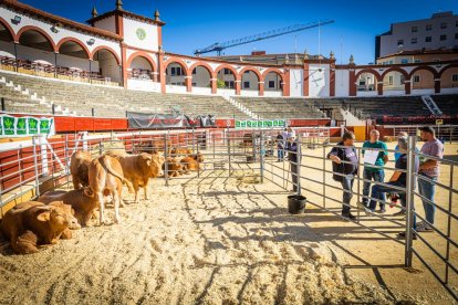 Buenos ejemplares en el coso de San Benito