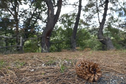 Pinos en un monte.