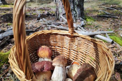 Boletus recogidos esta misma semana en los montes de Soria en la que se observa claramente la diferencia entre los pinícolas y los edulis.