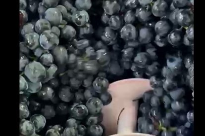 Es época de vendimia y la Ribera del Duero de Soria ya trabaja el fruto de la vid para convertirlo en su prestigioso vino. Es el caso de Bodegas y Viñedos de Postín, en Zayas de Báscones, que en este vídeo resume un proceso que nace en el campo, pasa por la bodega y termina en la botella.