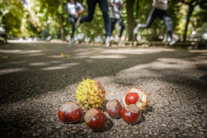 Castaños de indias en Soria.