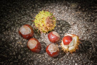 Castaños de indias en Soria.