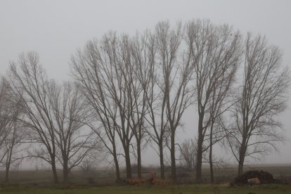 Hábitat del milano real en Castilla y León.