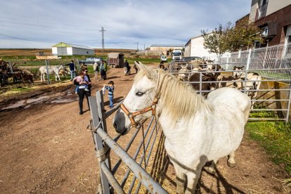 Ganado y actividades tradicionales en una agradable mañana