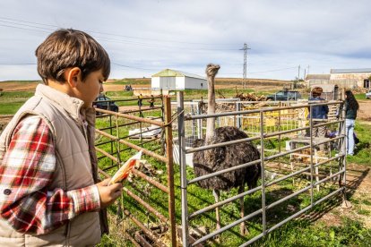 Ganado y actividades tradicionales en una agradable mañana